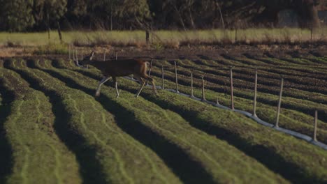 Una-Cierva-Cruza-Un-Campo-Agrícola-Y-Tuberías-De-Riego