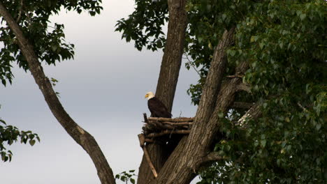 view of bald eagle nest with chicks above tree big branches on the wild