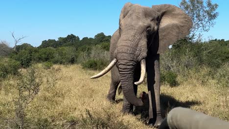 large massive male elephant, with massive tusks walking up close