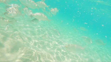 Diferentes-Especies-De-Peces-De-Agua-Salada-Nadando-Bajo-El-Agua-En-La-Isla-De-Fuerteventura,-España