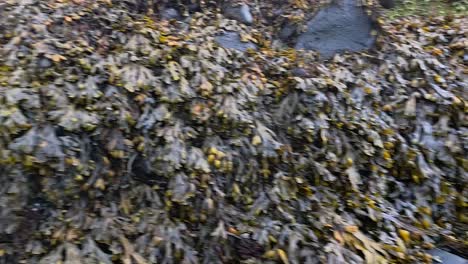 close-up of seaweed on a rocky beach