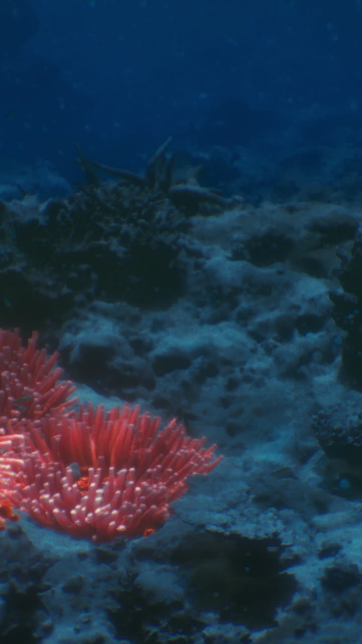 Vivace barriera corallina che prospera in acque tropicali cristalline