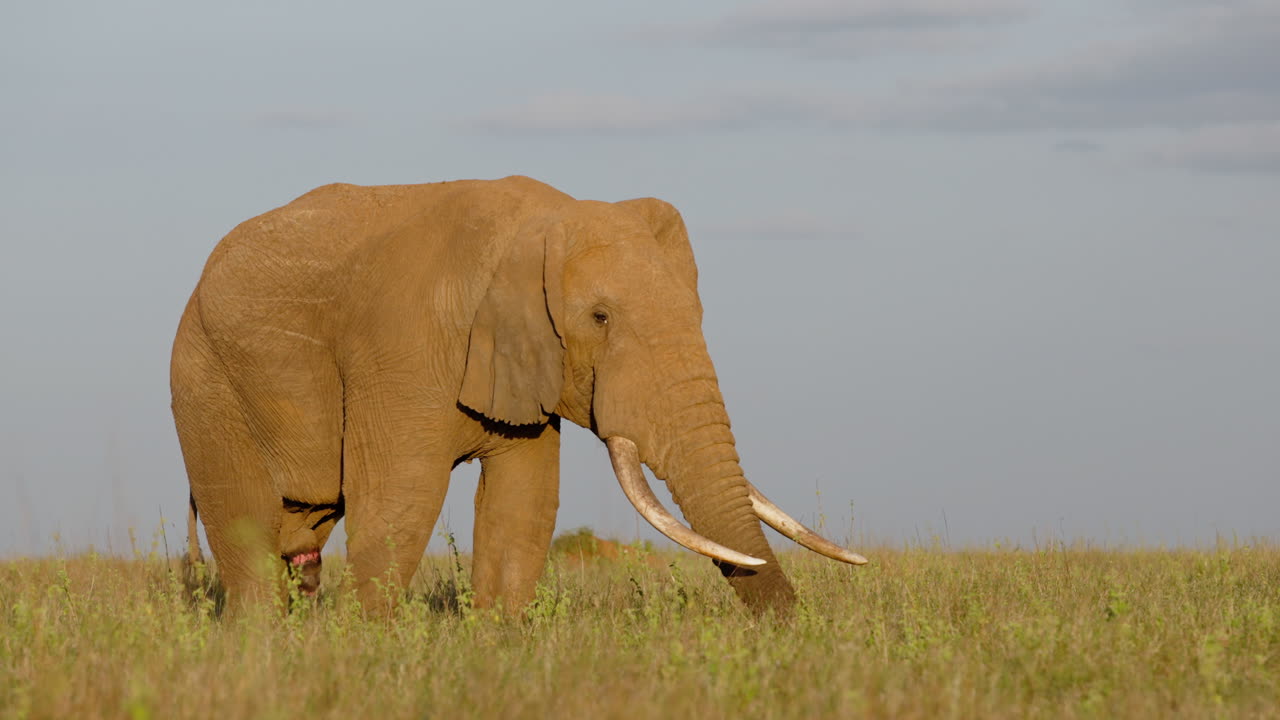 Bredt parallakse-gimbal-billede af en han-afrikansk savanneelefant