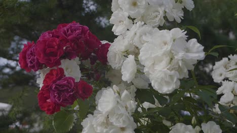 Weiße-Und-Rote-Romantische-Rosenblüten