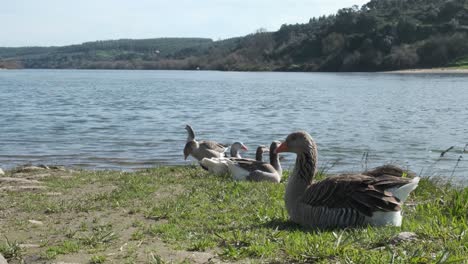 Many-greylag-goose-and-ducks-standing,-sitting-and-resting-together-on-green-grass-by-sandy-beach-by-picturesque-lakeside-water-edge-with-hills-in-background-on-sunny-day,-handheld-close-up-pan