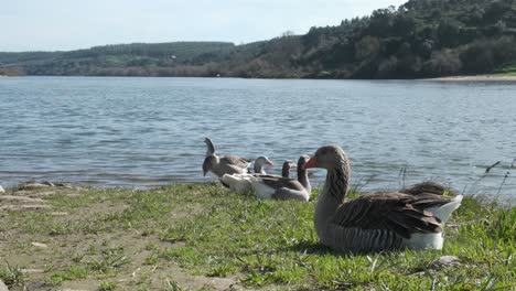 muchos gansos y patos de ganso silvestre de pie, sentados y descansando juntos en la hierba verde junto a la playa de arena junto al pintoresco borde del agua junto al lago con colinas en el fondo en los días soleados, sartén de mano