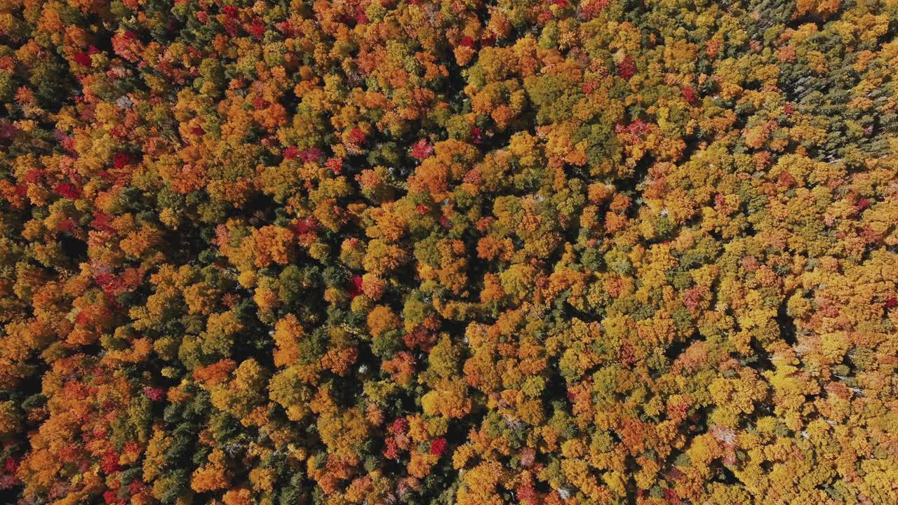 Pemandangan Atas Hutan Lebat Berwarna-warni di Musim Gugur - Orbit Udara