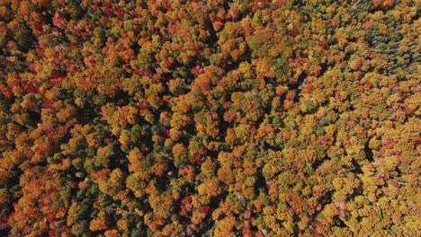 top down view of dense colorful forest in autumn season - aerial orbit