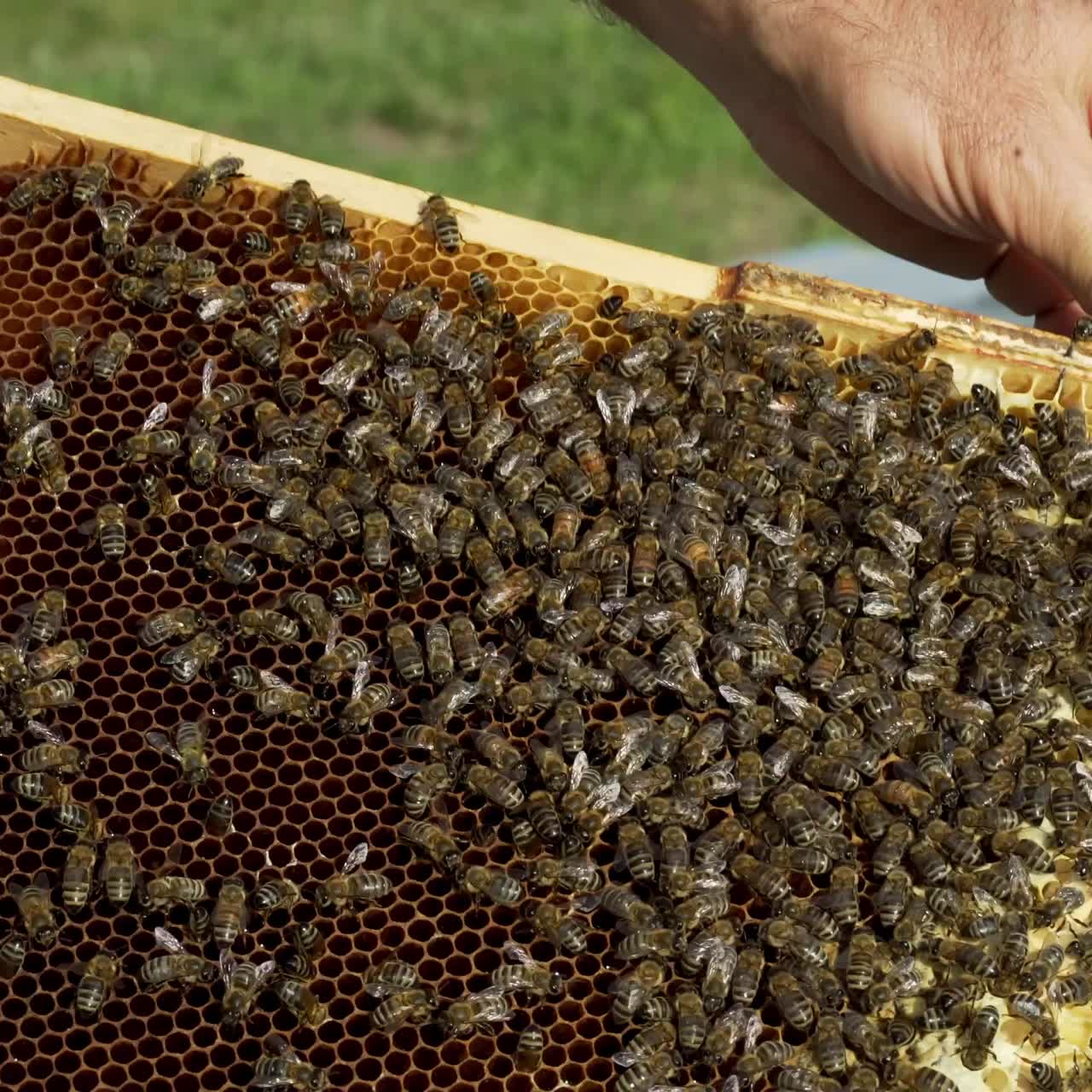 Working bee on honeycomb