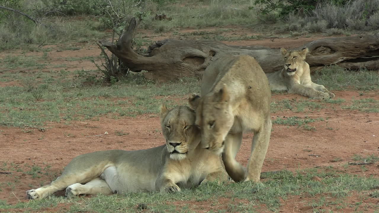 leeuwinnen en welpen in de afrikaanse savanne, close-up
