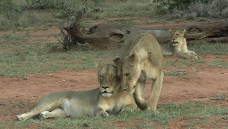 Lionesses-and-Cubs-in-African-Savanna,-Close-Up