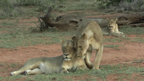 leonas y cachorros en la sabana africana, de cerca