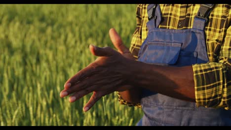 agricultor inspeccionando el cultivo de trigo