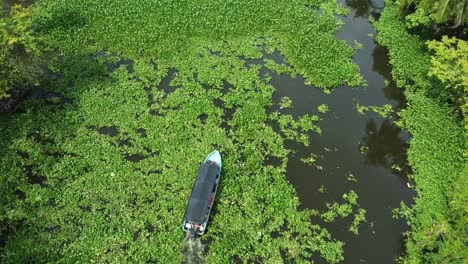 aerial drone view of an adventurous boat crossing a swamp in a river in the rainforest.