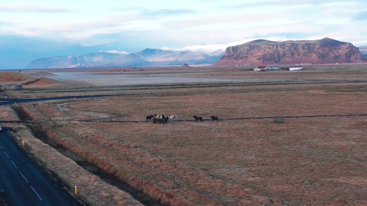 IJslandse paarden grazen langs een kronkelende weg in een uitgestrekt, mistig landschap