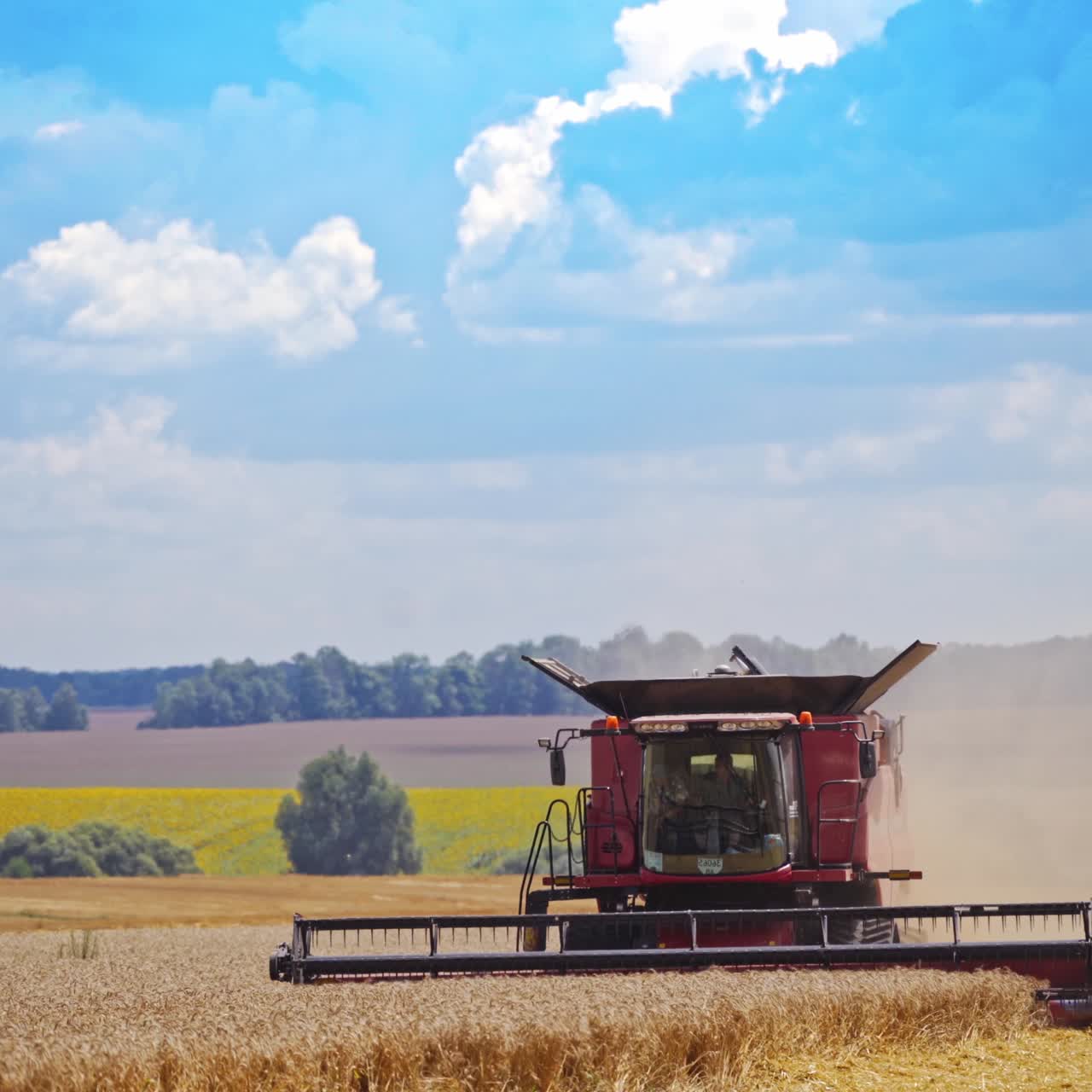 Agricultural machine during harvesting crop. Modern combine harvester gathering dry wheat on the beautiful background of yellow fields in summer.