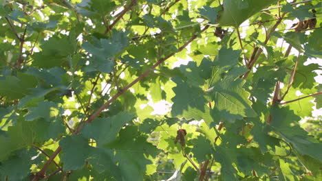 green vineyard agriculture plant at summer