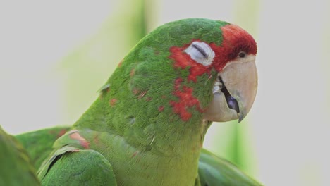 close up of a sleepy green and red mitred parakeet with its eyes closed between birds resting in nature