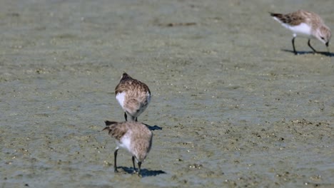 tres individuos alimentándose juntos y todos se fueron y uno regresó, stint calidris ruficollis de cuello rojo, tailandia