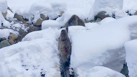 Mutteraffe,-Die-Mit-Babyaffe-Auf-Dem-Rücken-Zwischen-Dem-Trickschnee-Zu-Ihrer-Familie-Auf-Dem-Berg-Geht