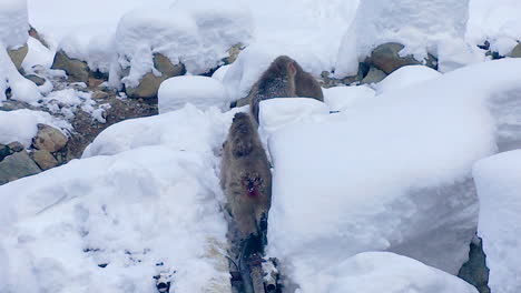 mother monkey walking between the trick snow to her family on the mountain with baby monkey on her back