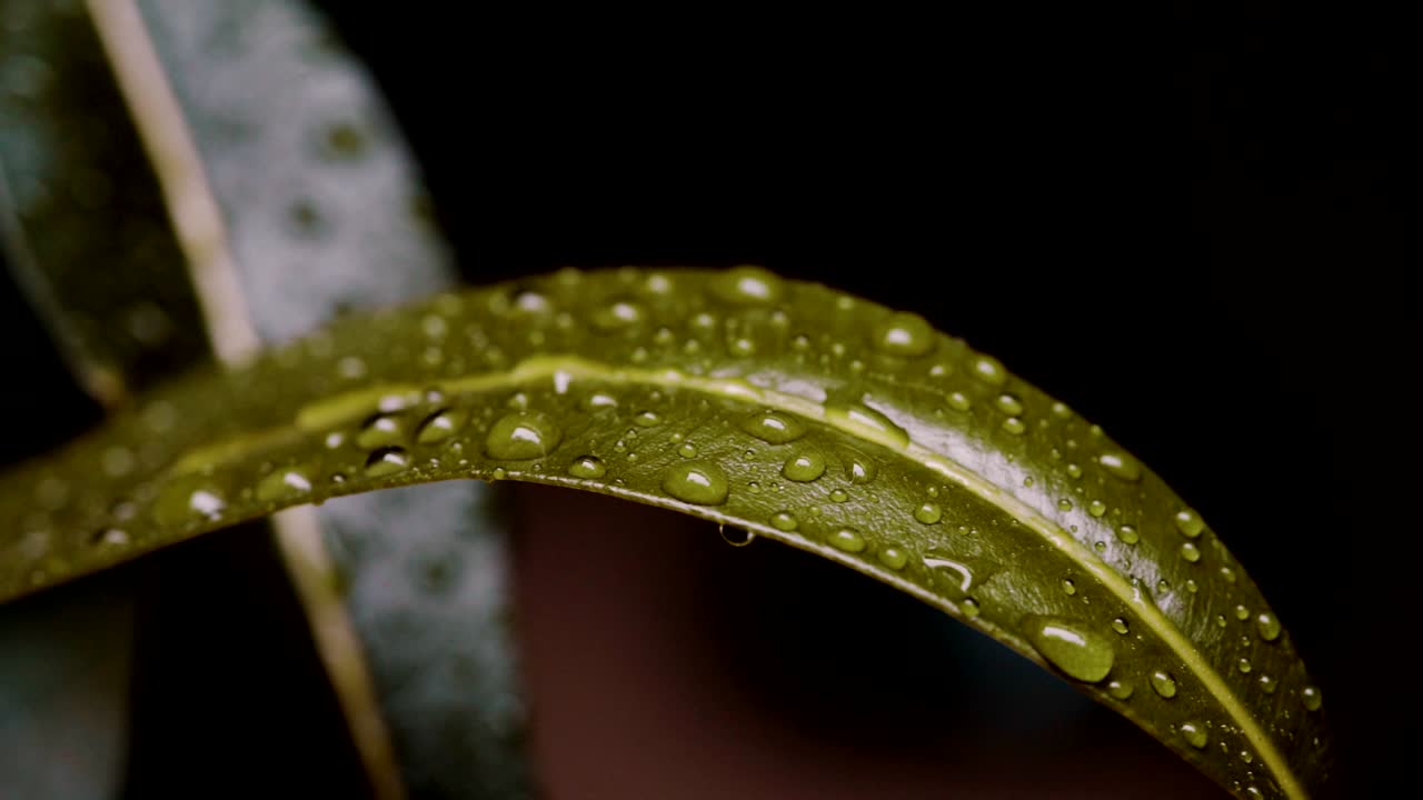 dejar hierba verde con gotas de lluvia. cerrar imágenes macro. hojas sopladas por el viento. fondo de hierba verde.