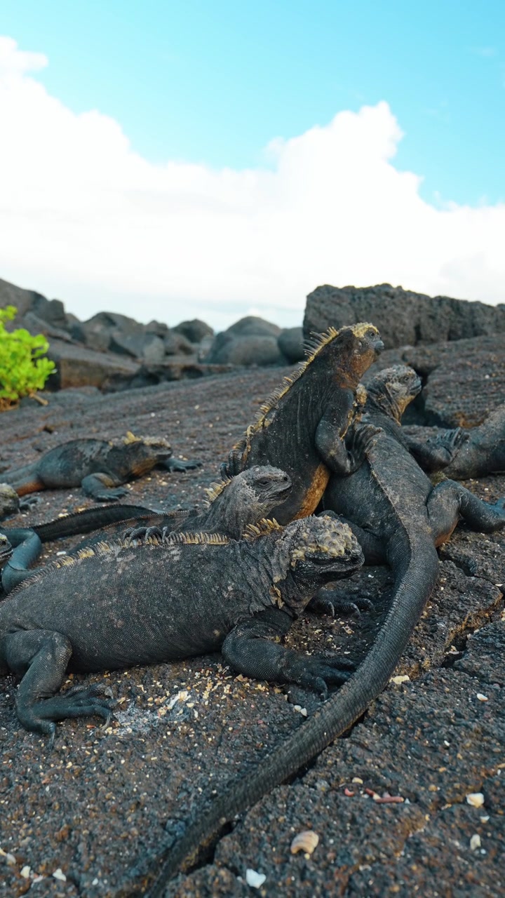Ryhmä merileguaaneja mustalla laavakivellä Galapagosin siirtokunnassa. Merileguaanien siirtokunta paistattelee mustalla laavakivellä, Isabelan saarella Galapagoksella, sininen taivas, tulivuoritausta