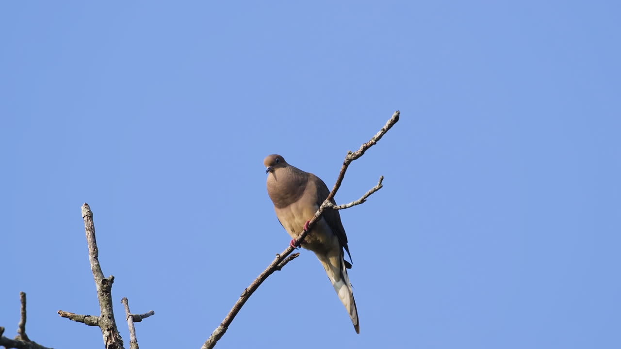 una paloma de luto beige encaramada en la copa de un árbol sin hojas contra un fondo de cielo azul