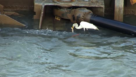 great egret catching fish at panama canal locks, gatun locks