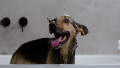 close up view of a dog in the buthtub