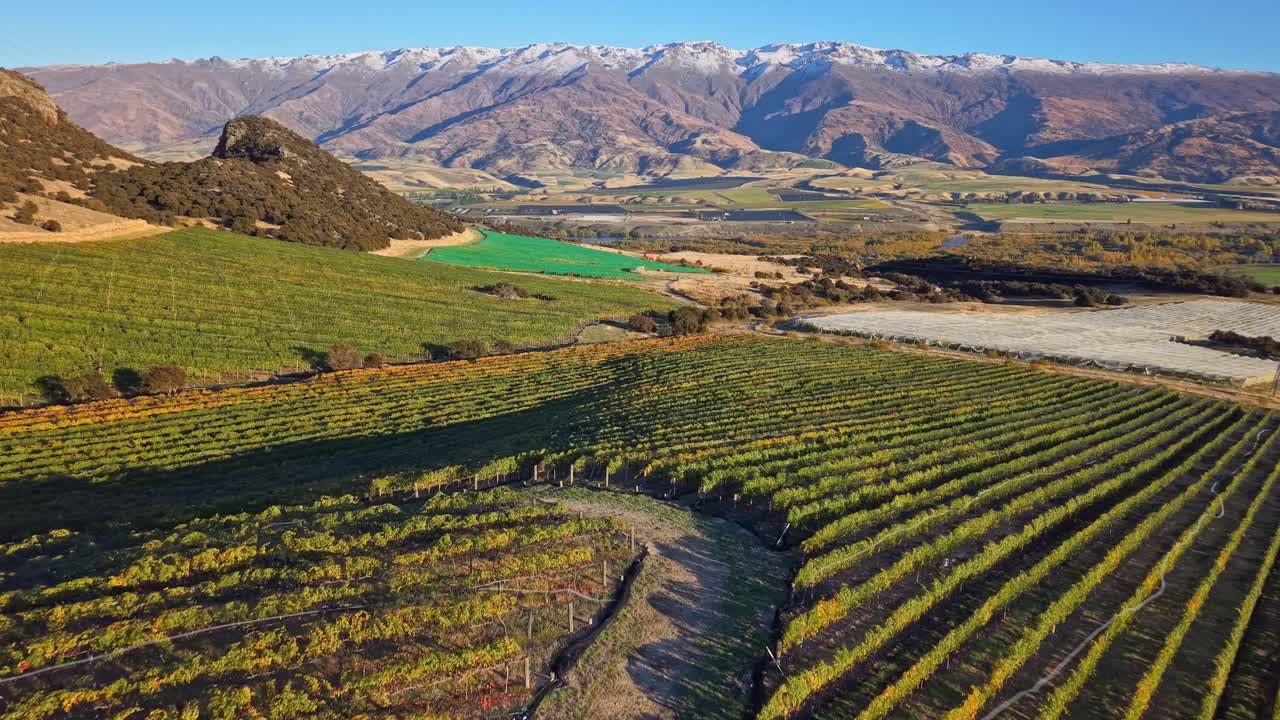 Toma aérea con dron avanzando sobre varios viñedos en Cromwell, Nueva Zelanda, en un día soleado con montañas nevadas al fondo. Mallas protectoras para pájaros cubren las hileras de uvas.