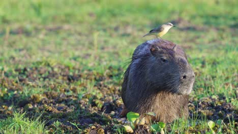 feliz tirano del ganado, machetornis rixosa bailando encima de un capibara gigante y dormido, hidrochoerus hydrochaeris, primer plano de vida silvestre en el área de conservación del pantanal