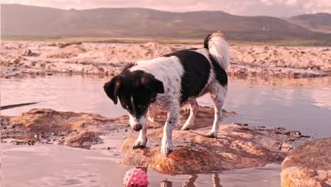 Small-black-and-white-terrier-dog-mix-standing-on-a-rock-with-pools-of-water-playing-with-her-pink-ball