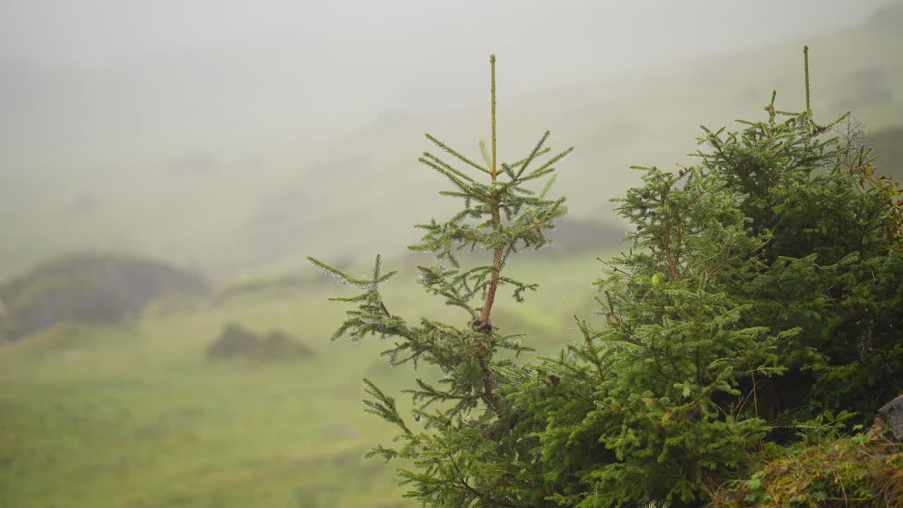 Small Fir trees in heavy fog in swiss mountains