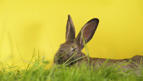 conejo descansando en la hierba con fondo amarillo, plano medio