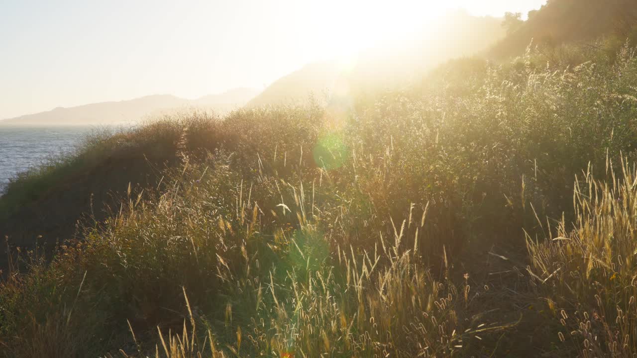 Tall grass on the coastline of Nerja, Spain