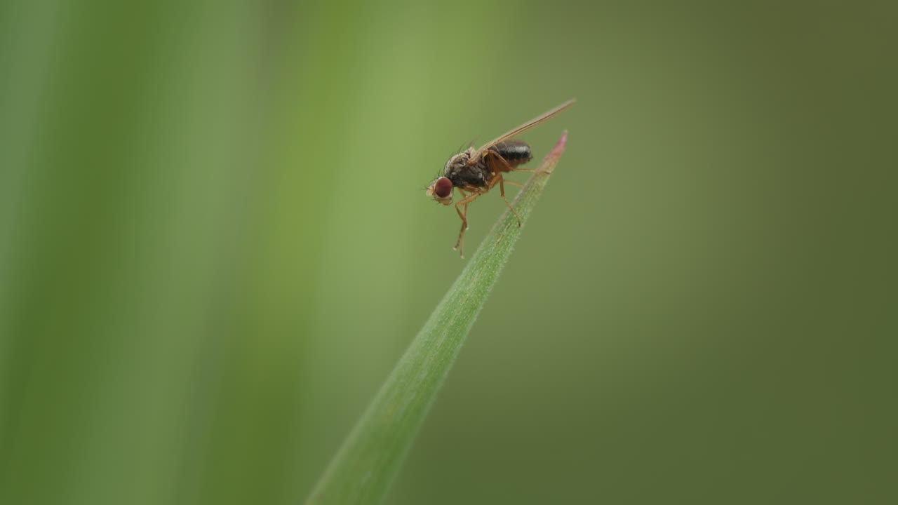 Fruit fly cleaning, macro closeup. Vinegar fly, Pomace Fly.