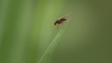 fruit fly cleaning, macro closeup. vinegar fly, pomace fly.