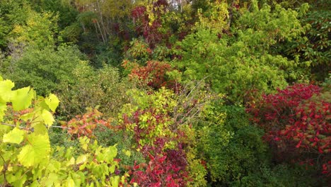 Deep-maple-and-spruce-forest-autumn-multicolour-in-rural-Montreal,-Canada