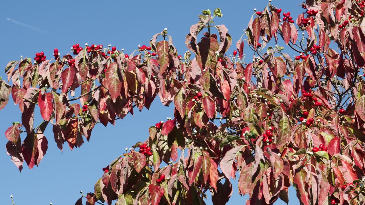 Close-up of vibrant red and burgundy autumn leaves with small red berries against a clear blue sky