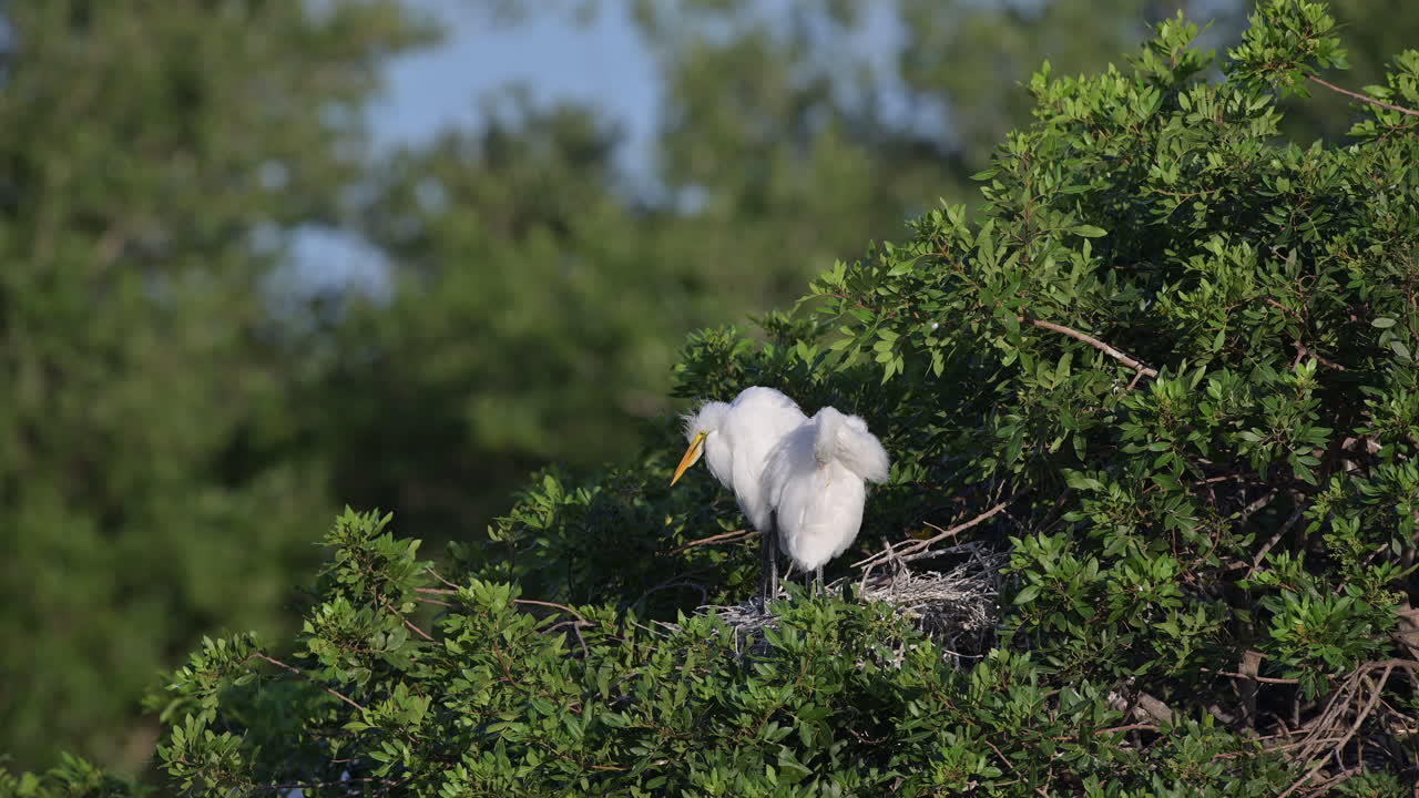 gran garceta blanca dos polluelos en el nido, plumas acicaladas, florida, estados unidos