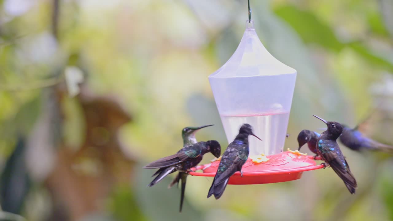 Many birds flying around and drinking water on a bird feeder in the Ecuador rainforest