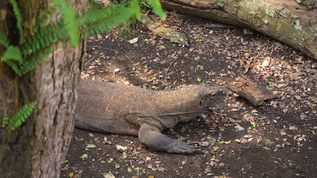 Komodowaran mit herausgestreckter Zunge im Dschungelwald auf einer indonesischen Insel – Draufsicht.