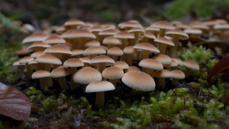 cluster of small mushrooms on a mossy forest floor