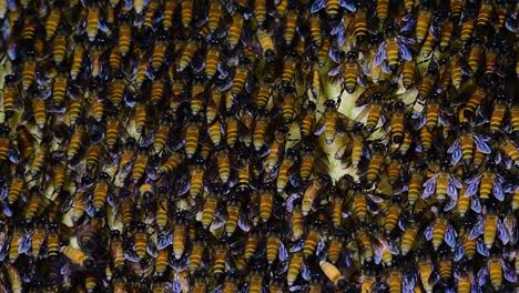 giant honey bees are known to build large colonies of nest with symmetrical pockets made of wax for them to store honey as their food source