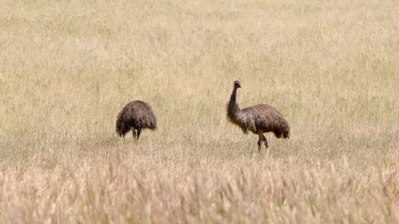 Weitwinkelaufnahme von zwei Emus, die an einem heißen Sommertag auf einem Feld in Westaustralien laufen