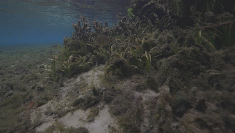 Underwater-swimming-along-vegetation-in-Florida-natural-spring