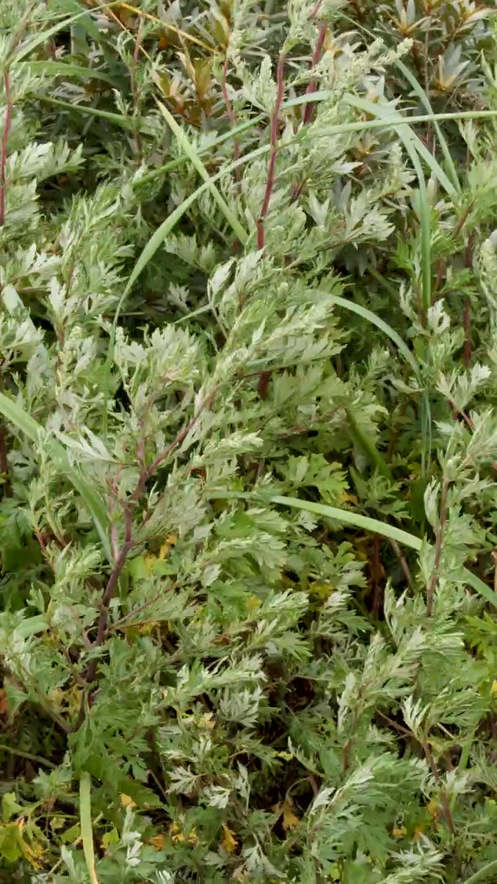 Piante e foglie verdi selvatiche ondeggiano alla luce naturale del giorno, leggera stabilità della telecamera, ambientazione rurale esterna.