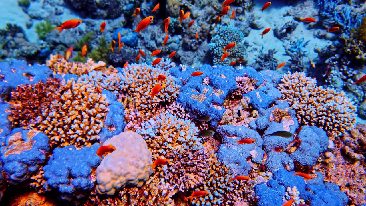 Riprese subacquee di vibranti coralli acropora, a corno di cervo e a tavola, con spugne blu e anthias nel Mar Rosso vicino a Sharm El Sheikh, Egitto. Una scena di ecosistema di barriera corallina calma e colorata.