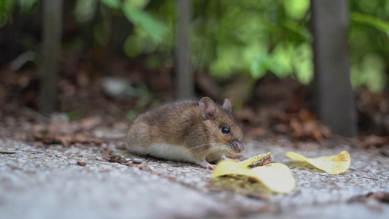 ratón salvaje comiendo papas fritas en sinaia